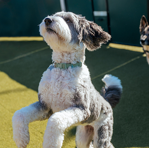 doggy daycare
