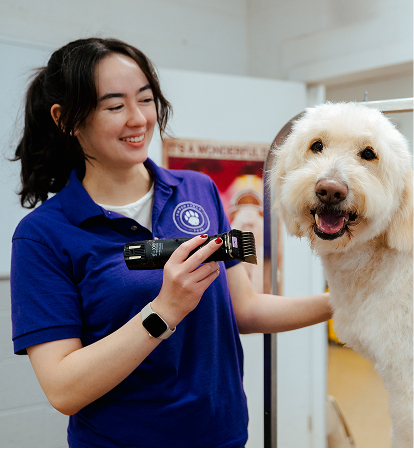 Groomer trimming a white dog