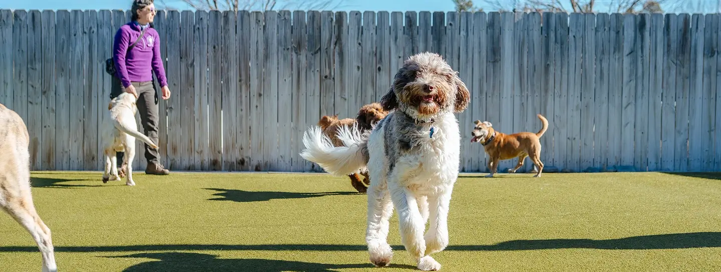Doggy Daycare Richmond VA