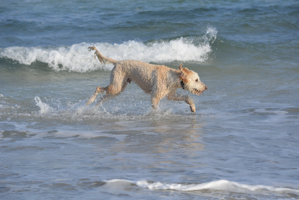 Dog beach safety for pets
