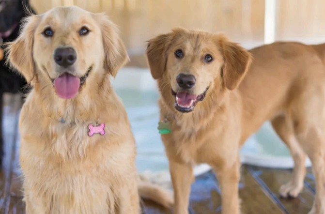 Dog training tips from Impawsible Pups