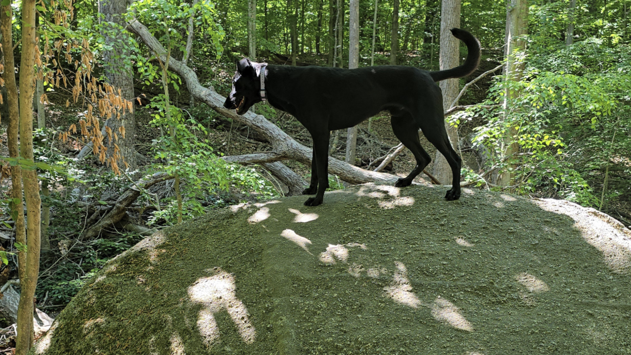Tips for Hiking with Dogs 