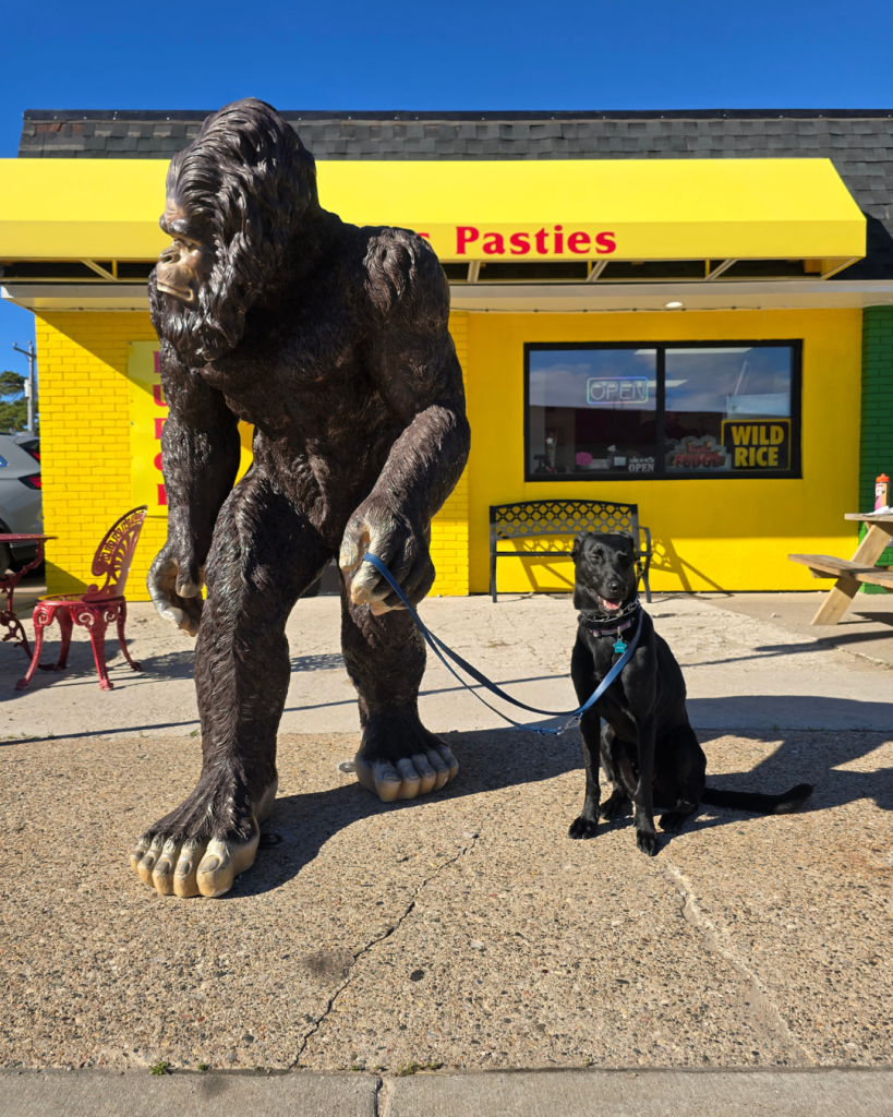 Tips for Road Trips with Dogs