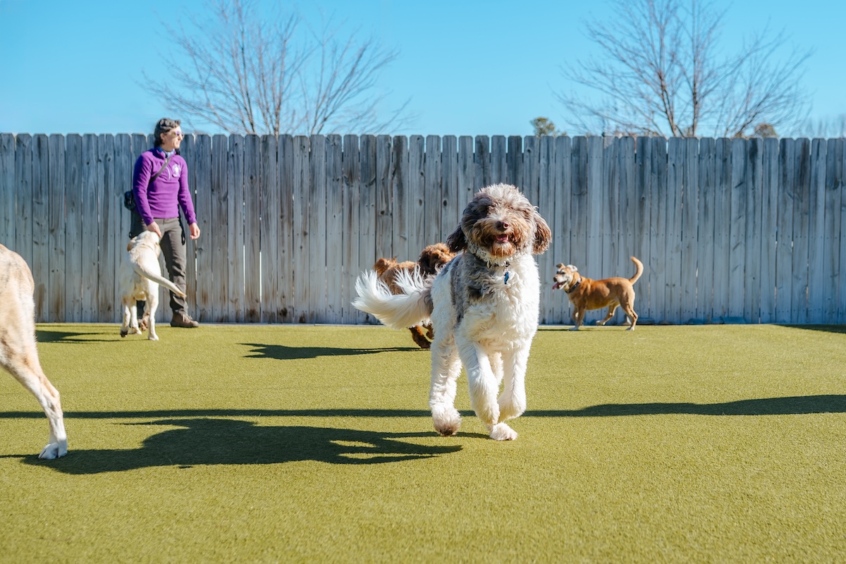 Professional dog training richmond va