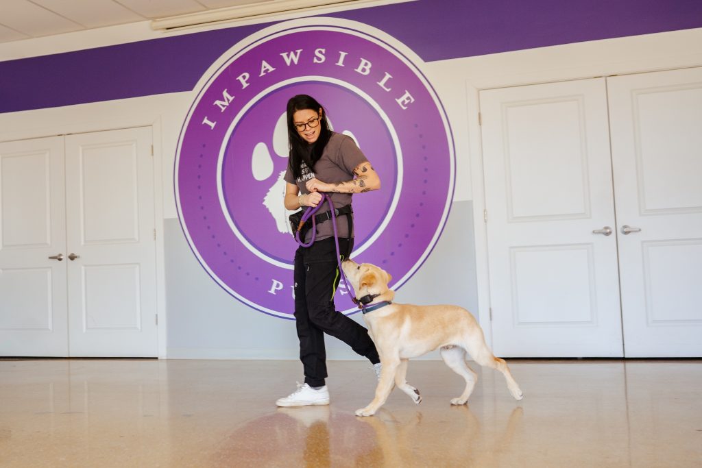 Dog Training Routine in Richmond VA