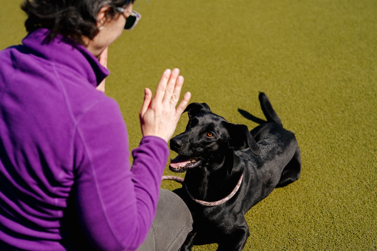 Dog Training and Daycare in Richmond VA