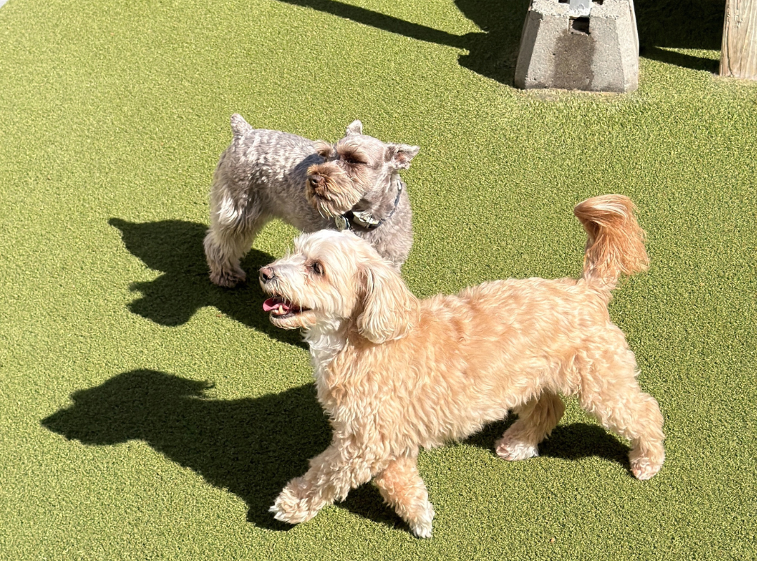 Dog behavior training richmond VA