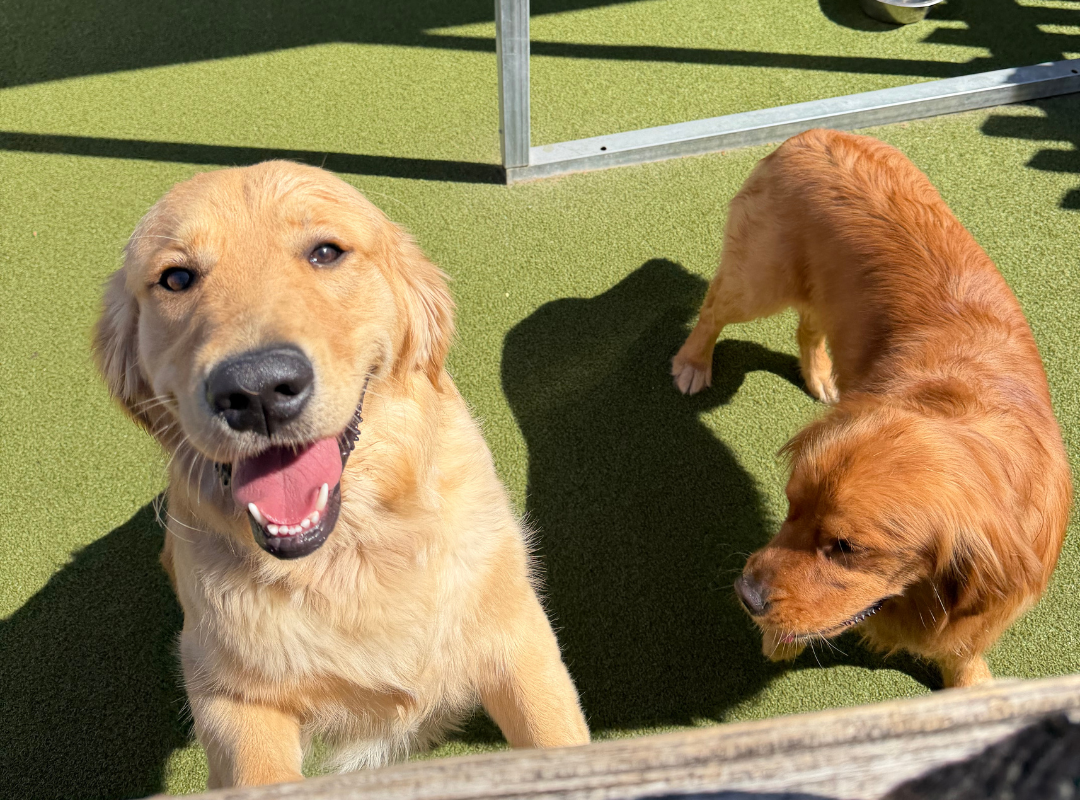 Dog behavior training richmond VA