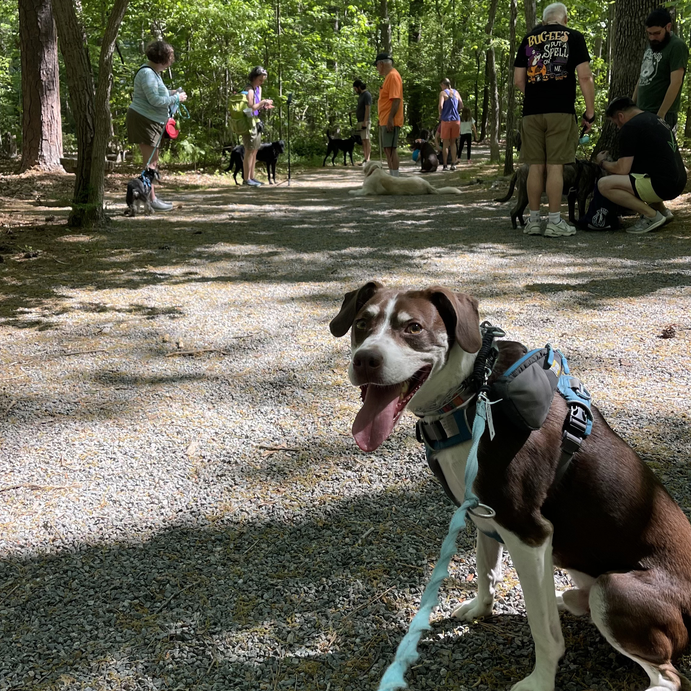 Leash training in Richmond va